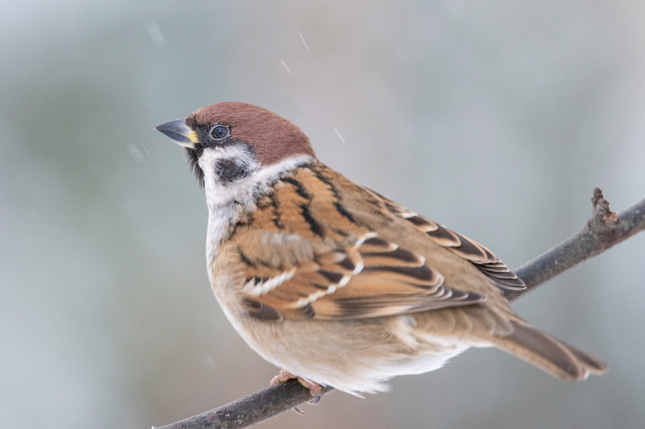 Passer montanus