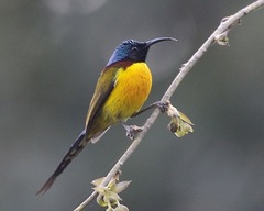 Green-Tailed Sunbird photo 2