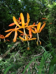 Crocosmia aurea aurea
