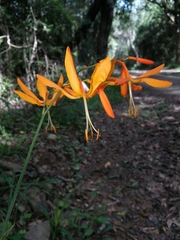 Crocosmia aurea aurea