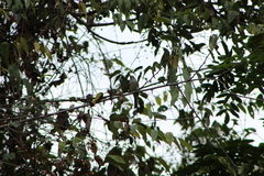 Ramphotrigon flammulatum