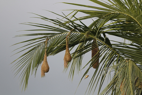 Baya Weaver