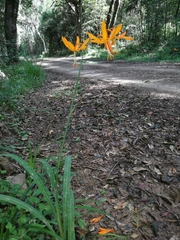 Crocosmia aurea aurea