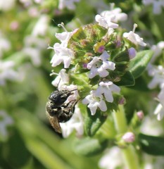 Protosmia rubifloris