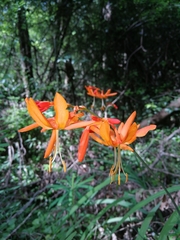 Crocosmia aurea aurea