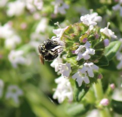 Protosmia rubifloris