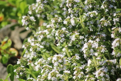 Protosmia rubifloris