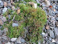 Selaginella sibirica