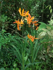Crocosmia aurea aurea