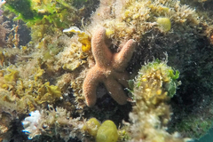 Nepanthia crassa