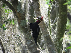 Campephilus leucopogon