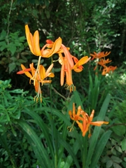 Crocosmia aurea aurea