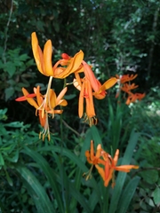 Crocosmia aurea aurea