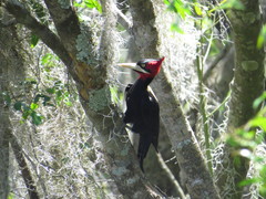 Campephilus leucopogon