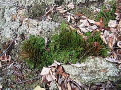 Selaginella sibirica