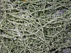 Usnea ceratina