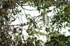 Ramphotrigon flammulatum