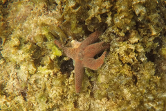 Nepanthia crassa