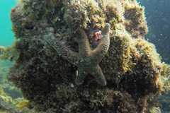 Nepanthia crassa