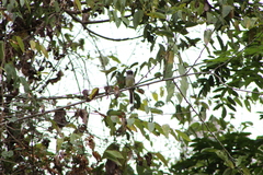 Ramphotrigon flammulatum