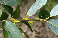 Salix gmelinii