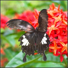Papilio nephelus chaonulus