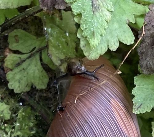 Ovachlamys fulgens observed 2023-10-31