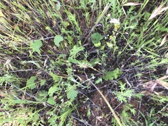 Sidalcea sparsifolia
