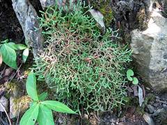 Selaginella sanguinolenta