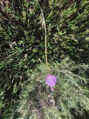 Sidalcea sparsifolia