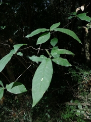 Calodendrum capense