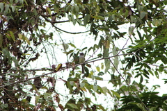 Ramphotrigon flammulatum