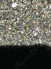 Megalorchestia corniculata