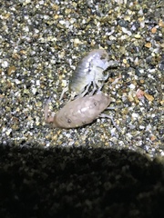 Megalorchestia corniculata