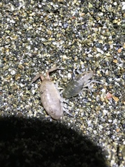 Megalorchestia corniculata