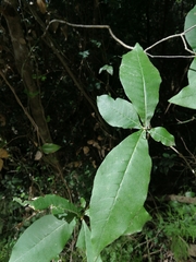 Calodendrum capense