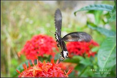 Papilio nephelus chaonulus