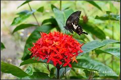 Papilio nephelus chaonulus