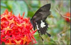 Papilio nephelus chaonulus