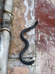 Afrotyphlops schlegelii