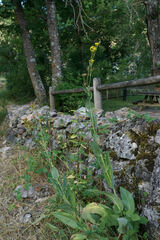 Senecio altissimus