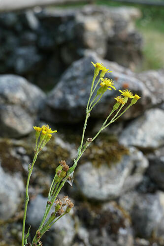 Senecio altissimus, photograph 3