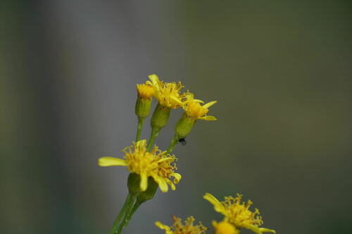 Senecio altissimus, photograph 2