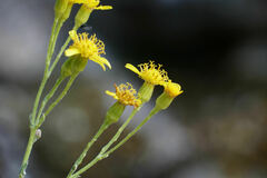 Senecio altissimus, photograph Connor Connolly-Moyls, CC BY, iNaturalist via GBIF