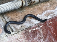 Afrotyphlops schlegelii