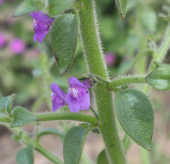 Sairocarpus