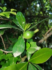 Hyperacanthus amoenus