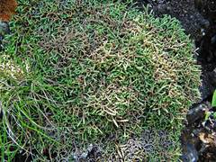 Selaginella sanguinolenta