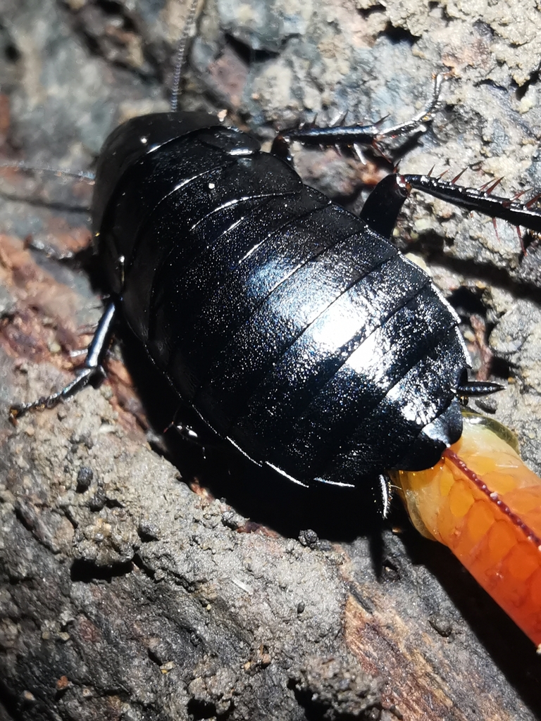 Cockroaches and Termites in November 2023 by michelledw. Wood Cockroach with ootheca. · iNaturalist