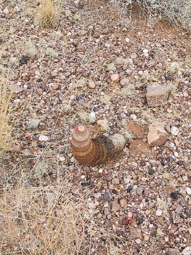 New Mexico Rainbow Cactus